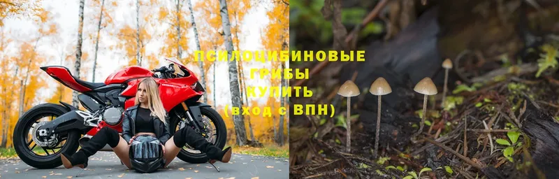 Псилоцибиновые грибы Psilocybe  Наволоки 